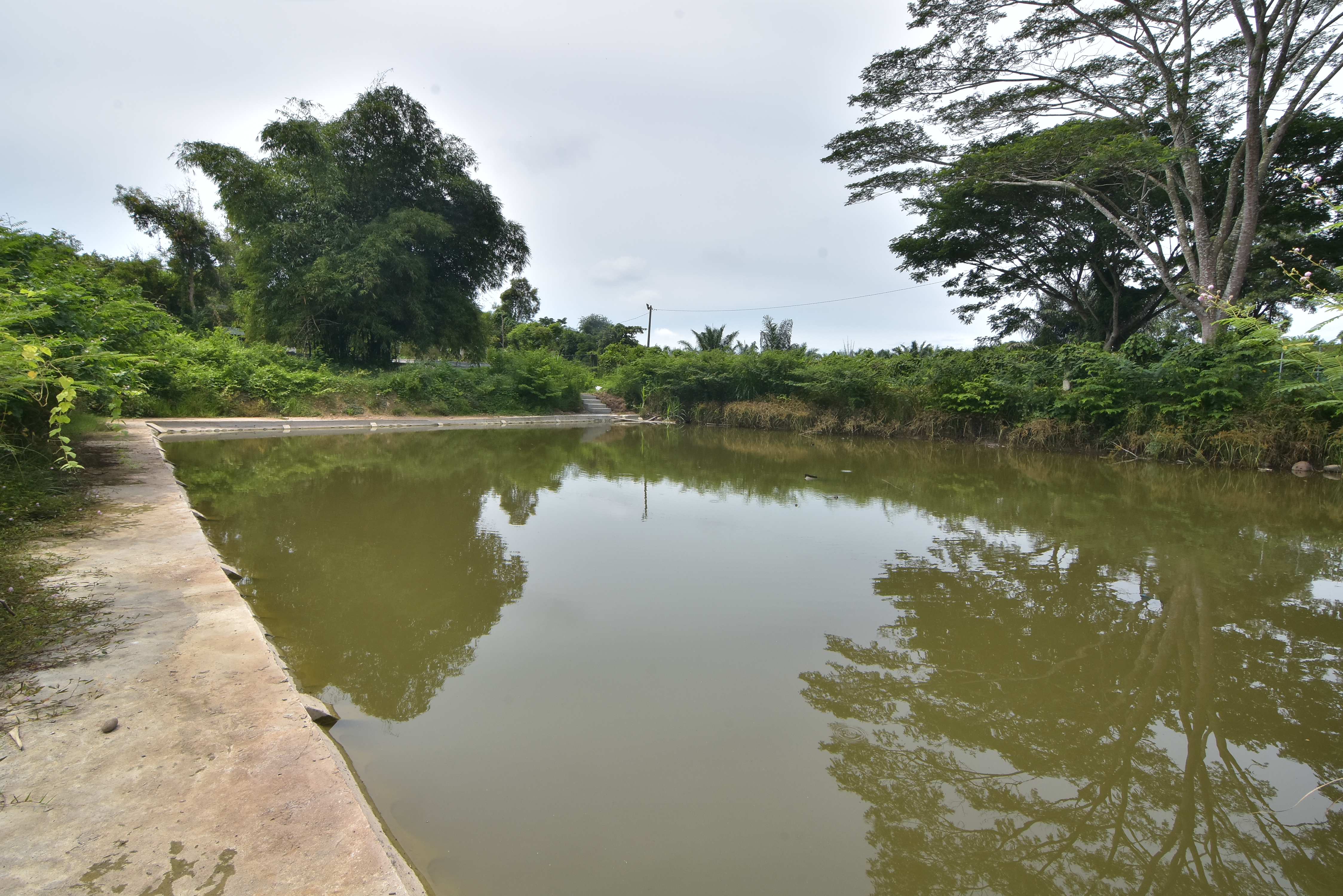 Kolam 3